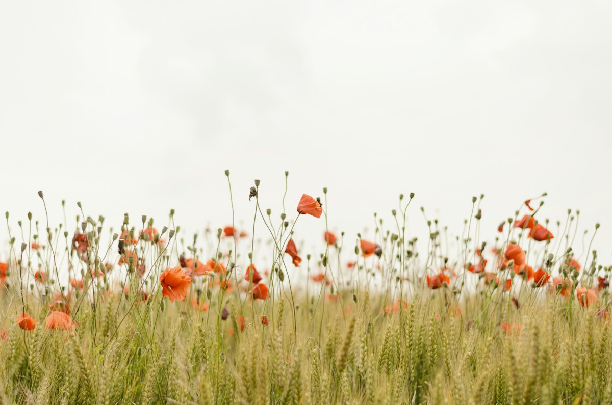Fine-art prints